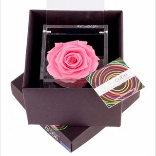 Rosa perfumada mediana rosa.