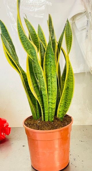pianta sanseveria grande