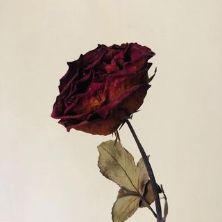 Una rosa Secca 