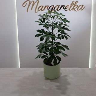 Schefflera + osłonka