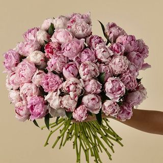 Ramo de 20 peonias rosas