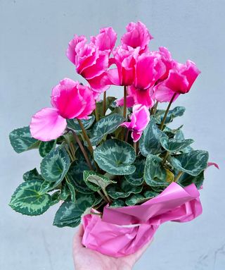 Fiołek alpejski ( cyklamen) , różne kolory