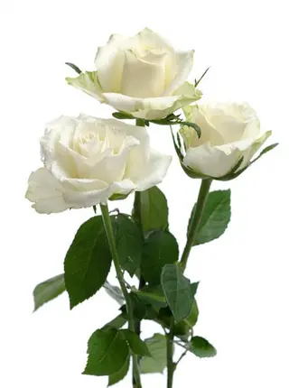 Ramo De 3 Rosas Blancas