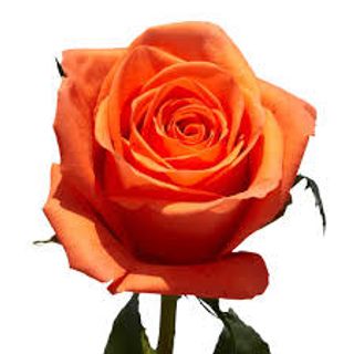 Trandafir portocaliu