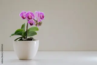 Pianta orchidea con vaso ceramica