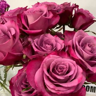 Rosa Morada 3 Unidades