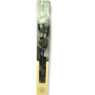 Rosa Blanca Eterna 