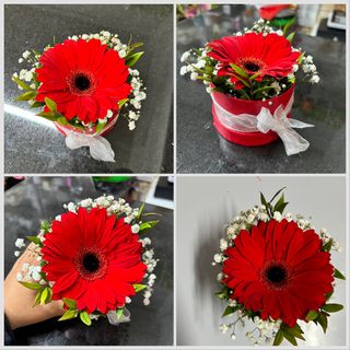 una Gerbera in scatola!