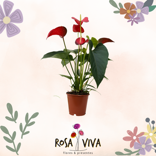 Antúrio Grande em Vaso