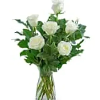 6 rose bianche