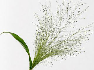 Panicum