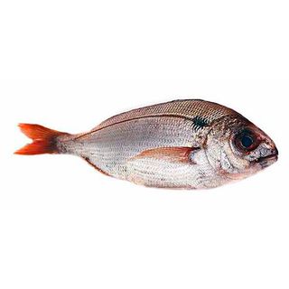 Besugo Entero  Kg.