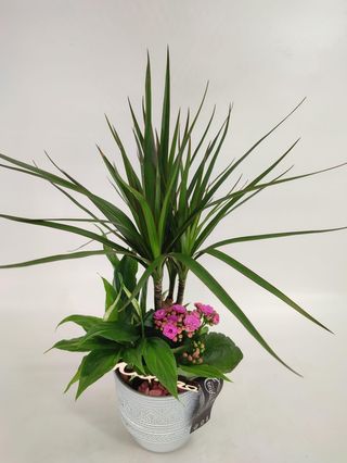 Arranjo de Plantas Naturais