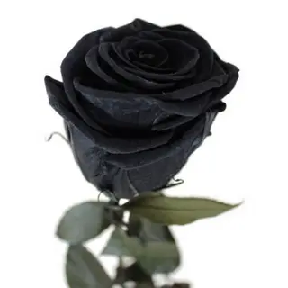 Rosa Eterna Negro