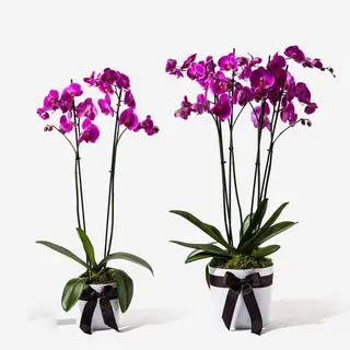 Orhidee fucsia cu 2 ramuri