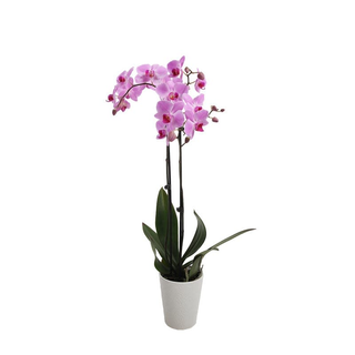 Orchidea rosa 3 steli