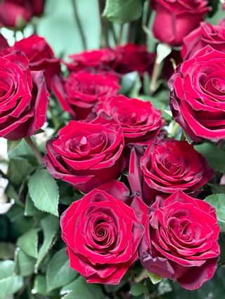 Роза червена (1бр.)