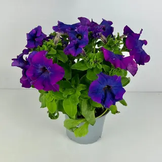 Petunia