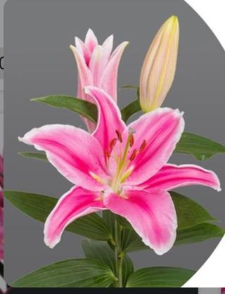 Lilium Oriental Rosa Unidad