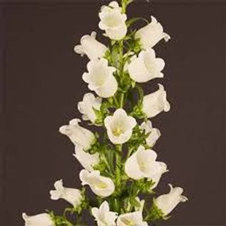 Кампанула біла