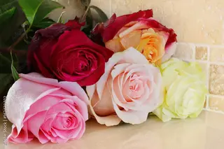 5 ფერადი ვარდი