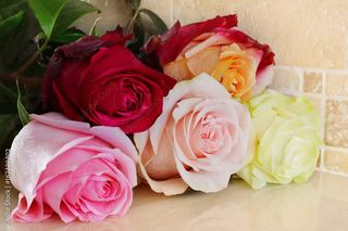 5 ფერადი ვარდი