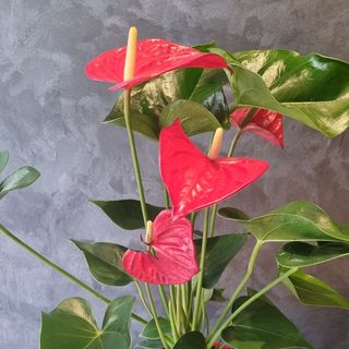 Plante Anthurium Rouge