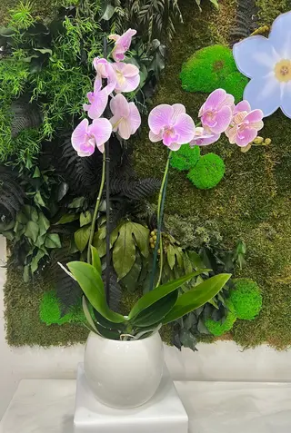ORCHIDEA A COLORI 
