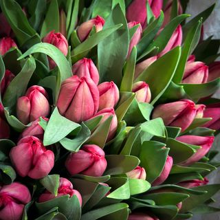 Малиново-черврний голландський тюльпан