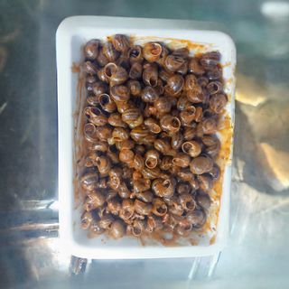 CARGOLS AMB SALSA   450 GRS