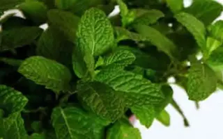 Té Y Hierbabuena