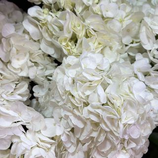 Гортензія біла