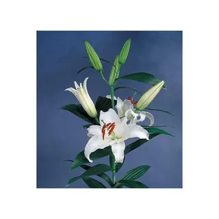 Buchet crini 1