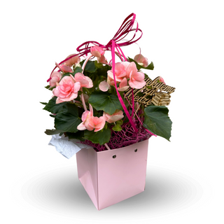 Begonia w kwiatowej torebce