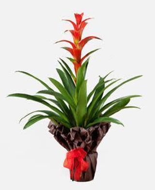 Guzmania rossa confezione regalo