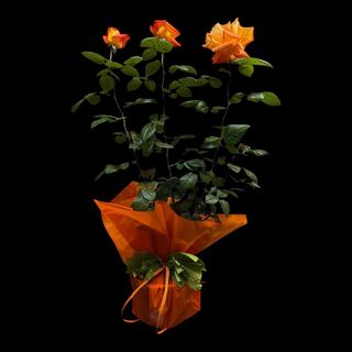 Rose Profumate