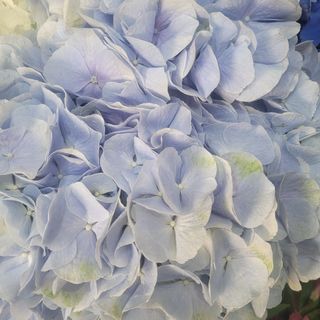 Hortensia albe