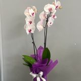 Орхидея бяла с розово с два цветоноса