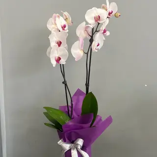 Орхидея бяла с розово с два цветоноса