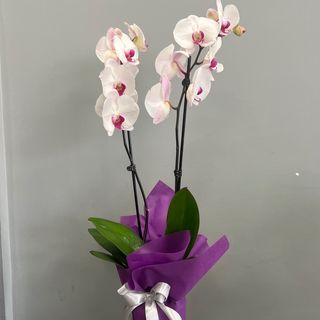 Орхидея бяла с розово с два цветоноса