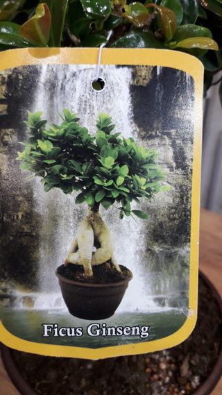 Bonsai