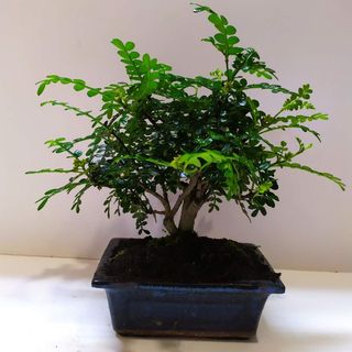 Bonsai Pimentero Japones 5 años