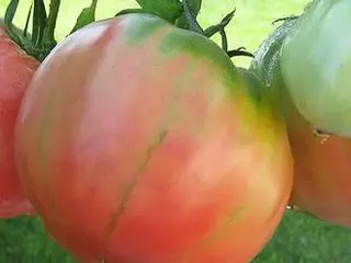 Pomodori Sorrento