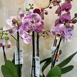 Orquídea Phalaenopsis