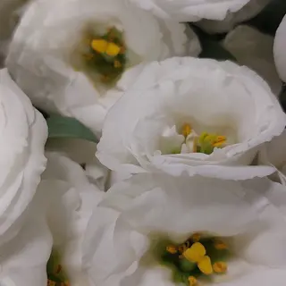 Bouquet lisianthus bianco N. 7