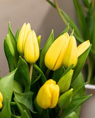 Pomo de tulipanes amarillos