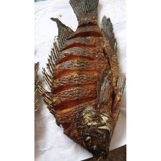 Large Tilapia