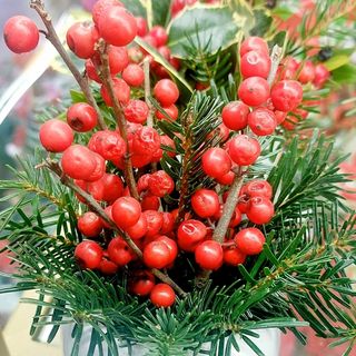Da colazione di Natale bella regalo vado a vetrino