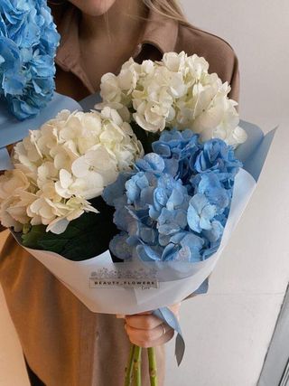 ჰორტენზია