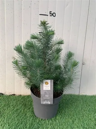 Pino Verde